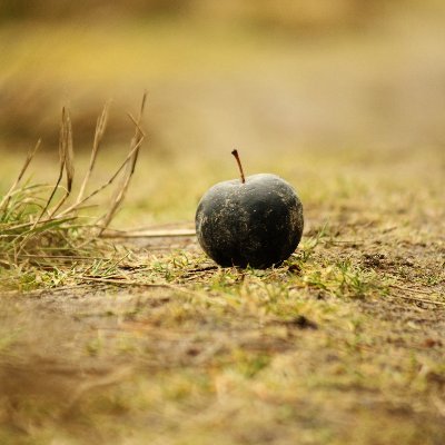 GrossoMatzo's profile picture. @CashmereLabs