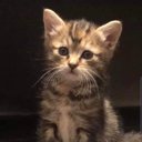 layla Riley 🇦🇺 - @laylaconservat1 - Twitter