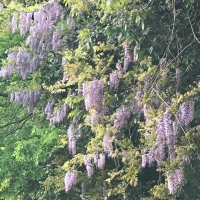 雑貨屋さんで働いています。持たない暮らしに憧れミニマリストを目指しているので、飾る置物は一切持っていません。少ない収入でいかに楽しく暮らせるか。節約に励んでいます。演劇、ミュージカル、特に劇団☆新感線が好きです。そして、浄土真宗本願寺派が好きです。お経様、僧侶様、阿弥陀様が好き過ぎて、勉強中。