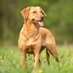 Labrador Retriever Lover (@labradorlovers0) Twitter profile photo Labrador Retriever Lover (@labradorlovers0) Twitter profile photo