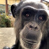 中卒チンパンジー(@JaUzPrvINVGEdko) 's Twitter Profile Photo