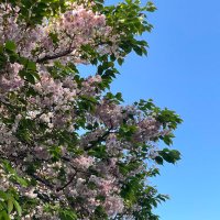 🥝 (@we_can_tpwk_) 's Twitter Profile
