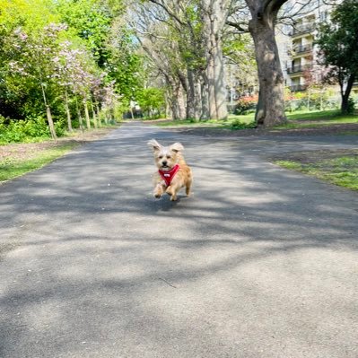 berniemahon's profile picture. 