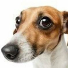 vicho77313167's profile picture. el pepe