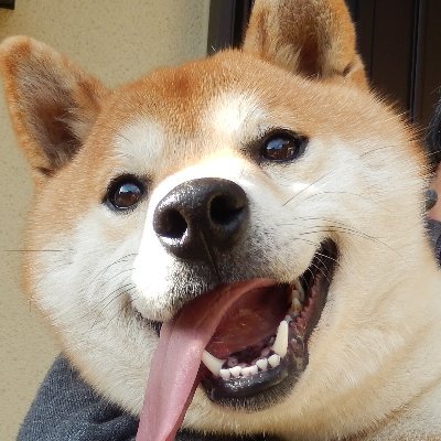 solitary_phobia's profile picture. 中庸中堅普通の勤め人のお財布事情を転がすアカウント