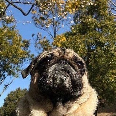 pugcoolkid Profile Picture