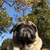 puginoong(@pugcoolkid) 's Twitter Profile Photo