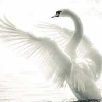 Simcha Lebovitch (@simchalebovitch) 's Twitter Profile Photo Simcha Lebovitch (@simchalebovitch) 's Twitter Profile Photo