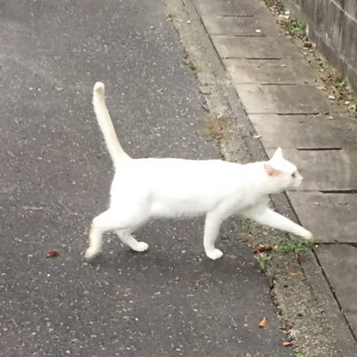 (20↑↑) ふまけんで気が狂って毎日大暴れ