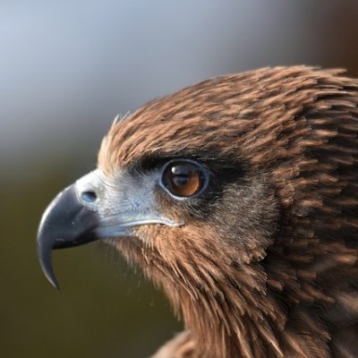 cucuryry's profile picture. Amazonのアソシエイトとして、当メディアは適格販売により収入を得ています。