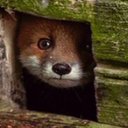 Mabel Meier - @mabel_meie70956 - Twitter