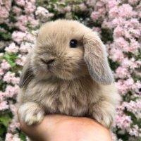 bunny ⋆ ✩₊˚ ʚ♡ɞ ˚₊✩⋆(@t00thfaiiry) 's Twitter Profile Photo