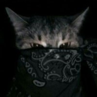 boiboi (@bin_boipkoco) 's Twitter Profile