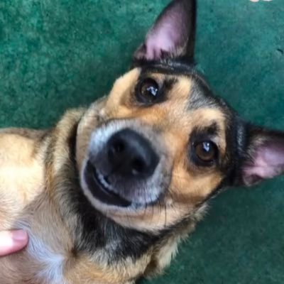 -nem sei mecher direito nessa coisa😹 -perfil totalmente aleatório 🥴 -fotinha d my princess cordhelia 🐕❤️