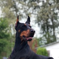 🇨🇦🍁Alex 🐶🐴 (@canadiandobie) 's Twitter Profile Photo 🇨🇦🍁Alex 🐶🐴 (@canadiandobie) 's Twitter Profile Photo