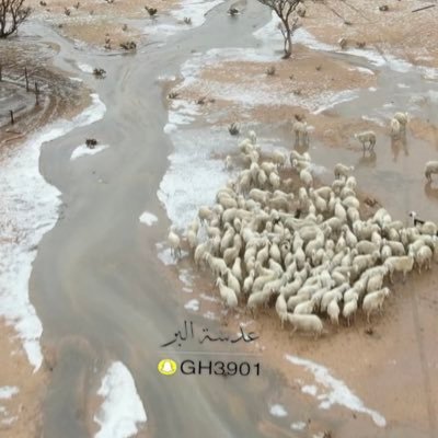 تغطية الأمطار والمكشات والربيع سنابي👇 https://t.co/o0c0LWeg28