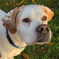 Fox (@pointer_fox) 's Twitter Profile