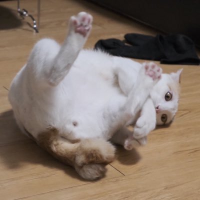 Blue2Road's profile picture. 臺灣老人釹銅🇹🇼🏳️‍🌈👭百合腦沒營養內容 30+++