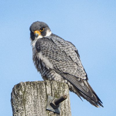 Advocating for birds in urban and rural Hamilton, Ontario through education and engagement with City Council.