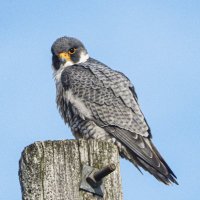 Birdsong Hamilton(@birdsonghamont) 's Twitter Profile Photo