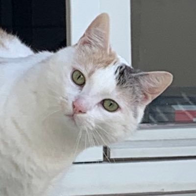 lihomina's profile picture. i like big butts and i cannot lie