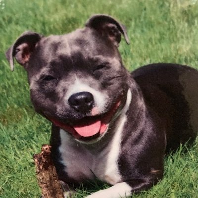 Merlyn was the most beautiful precious little blue rescue staffie who made so many smile went over the rainbow bridge in January  2023🌈 missed every day ❤️🐾