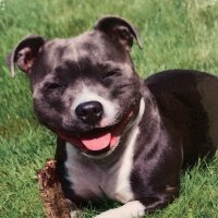 Merlyn the little blue Angel staffie 🌸 (@merlynstaffie) 's Twitter Profile