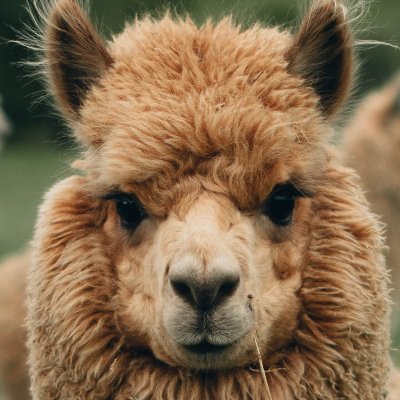 TheLogicLlama Profile Picture