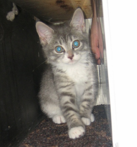 BabyGTheCat's profile picture. University residence-raised puss, now a permanent member at The Spot. ▼