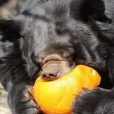 GreenBeanDealer's profile picture. local green bean dealer
I steal and repost memes, I also tweet random quotes when im bored