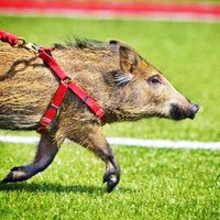 tusk (@tusk) 's Twitter Profile