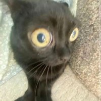 kuu (@kingk9u) 's Twitter Profile