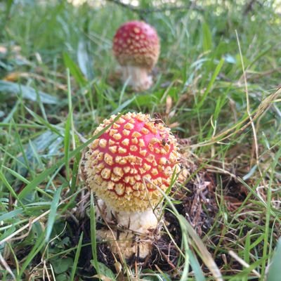 Amante de la naturaleza y la justicia social. Aprendiz de huertera.