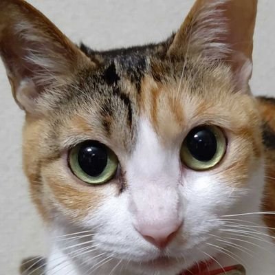 Google+ ゆうしぐ Xbox:Mikadzuchi77 

職種）
インフラエンジニア（金融系、官公庁系）

趣味）
猫飼い（ミケトラ）
料理、D.I.Y.、旅行、古武道
映画、海外ドラマ、アニメ鑑賞

スペック）
酒飲み タバコ吸い 
身長174cm、体重60～67kg

その他）
嫁または飲み友達募集中