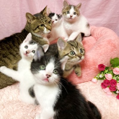 飼い主のいない猫の不妊手術、里親探しをしているボランティア🐱活動報告と里親募集のためのアカウントです。Xでの募集はしていないので、里親募集については募集サイトをご確認ください。