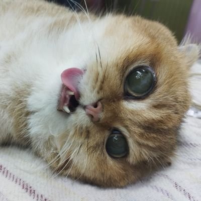 collamodyel's profile picture. 