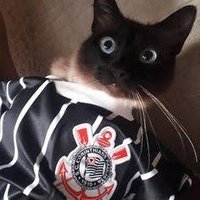 Gatinho Corinthiano(@corinth_gatinho) 's Twitter Profile Photo