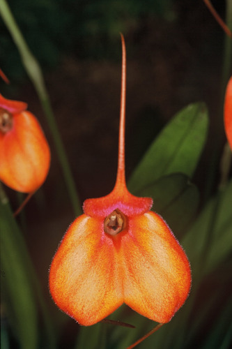 RavenvisionPhot's profile picture. Purveyors of quality growing supplies for the Canadian hobbyist since 1990. Sphagnum, fir bark, custom mixes, coconut husk, Orchiata. Online sales only.