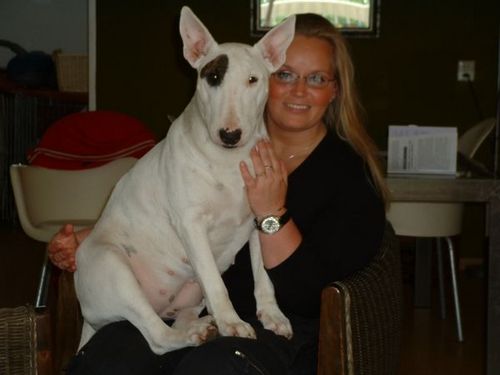 Hi 
My name is Sabina van Loon
Bull Terrier lover .I am a TTOUCH Practitioner 
Love working with animals, and introducing TTouch to the people