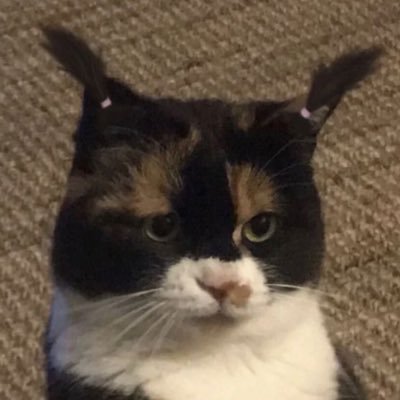 grinchkurt's profile picture. live at the moment ꒰ 🐈 x 3 ᯓ