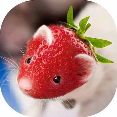 zsd4n's profile picture. 