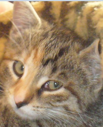 KatkaO Profile Picture