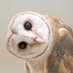 Burung Hantu (@jalpok) Twitter profile photo Burung Hantu (@jalpok) Twitter profile photo