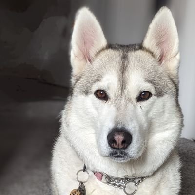 Roxy Rhodes 🇬🇧
Husky Cross 🐺♀️
Birthday:- 24.12.18 🎂🎉
Follow my journey! 🐾
Please don't send random DMs... ⛔