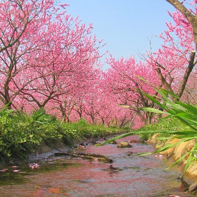 古河公方公園（古河総合公園）の公式アカウントです。茨城県古河市にある古河公方公園では、春は花桃、夏は大賀ハスを代表とするたくさんの木々や草花、復元された御所沼に古河公方ゆかりの史跡など、四季を通じて自然と文化に親しめる公園です。※リプライやDMには対応いたしかねます。お問合せは公式HPからお願いします。