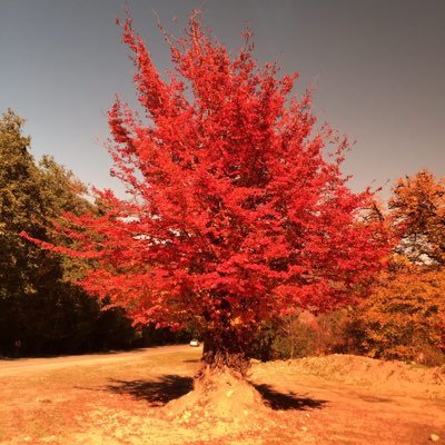 HamzehianSama's profile picture. I study psychology