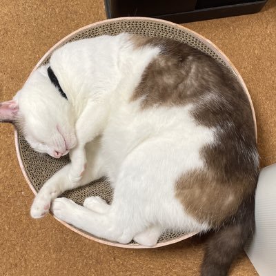 猫と社会の下僕です。猫と課金と飯の為に働いてます。アークナイツの戦友さんが欲しいです。Twitter全然動かないかもしれませんが生きてます。第5人格/プロセカもやってます