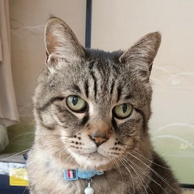 Kizitoranekoko's profile picture. 