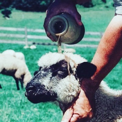 waiiteey__'s profile picture. Habitual optimist || Ps:23 crypto/dev                    Blockchain Testing
