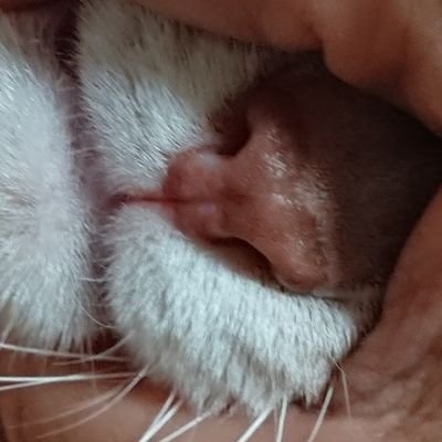 旧猫バカです。つける薬のない猫好きです。
ふくとナッツの下僕でございます。
急にアカウントにアクセスできなくなりました。困りまくってる。